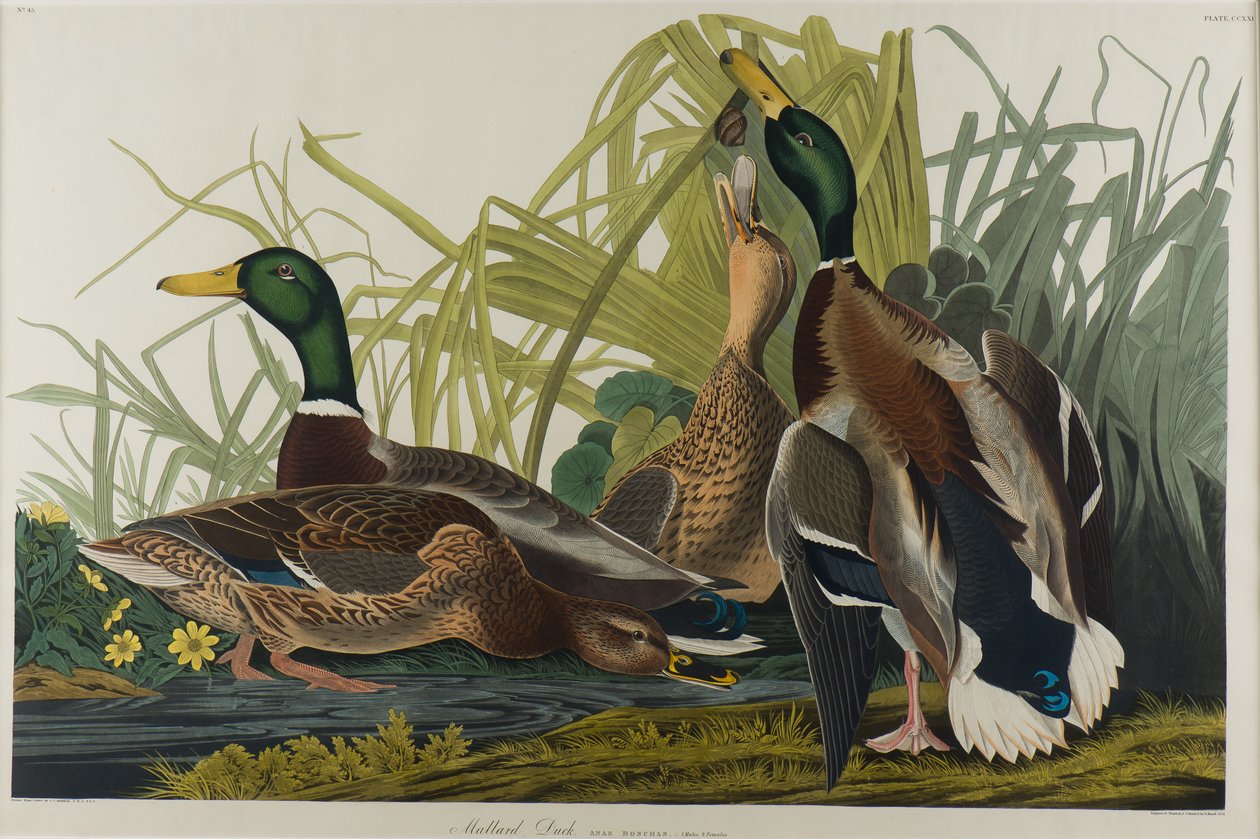 Tőkés réce, 1834 (wc papíron) alkotó: John James Audubon