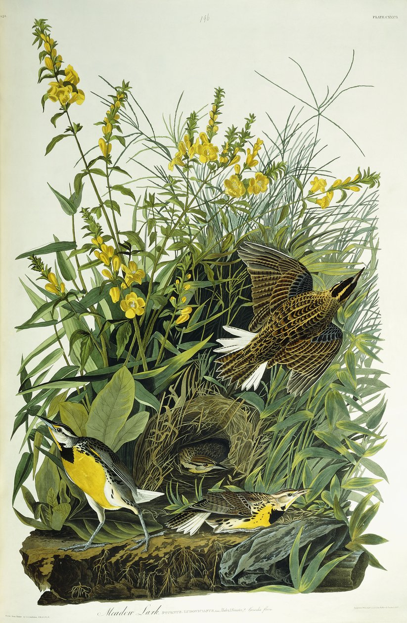 Réti pacsirta, 1832 alkotó: John James Audubon