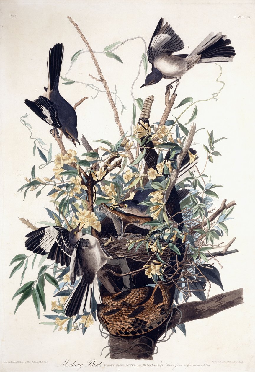Gúnyos madár (Turdus Polyglottus) alkotó: John James Audubon