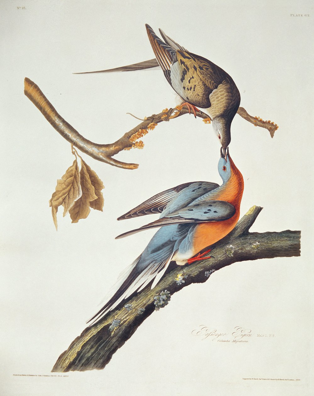 Passenger Pigeon, a Birds of America-ból alkotó: John James Audubon