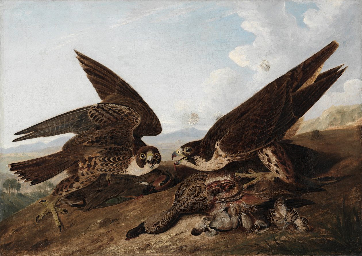 Vándorsólymok (Duck Hawks) alkotó: John James Audubon