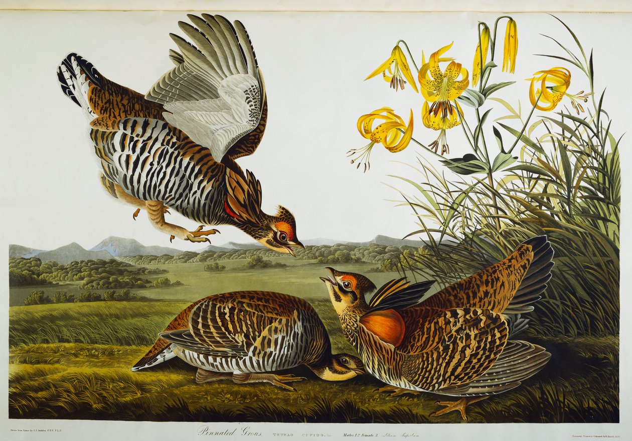 Pinnated Grouse. Nagy préri csirke alkotó: John James Audubon