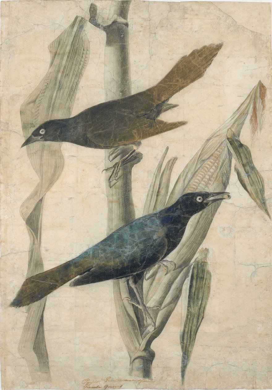 Lila Grackle, 19. század eleje-közepe. alkotó: John James Audubon