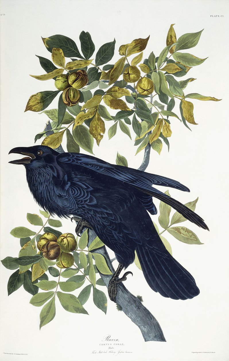 Holló, alkotó: John James Audubon