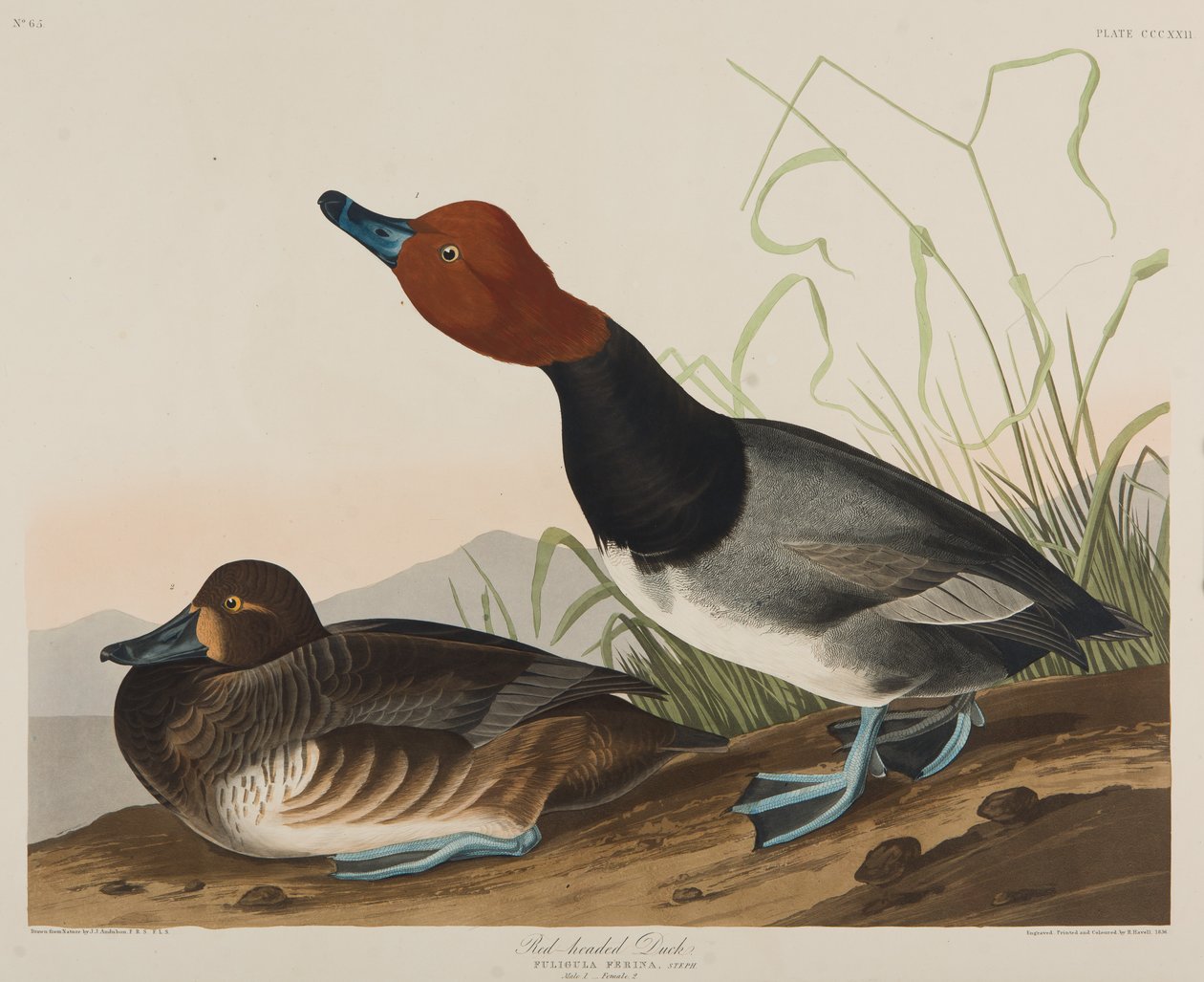 Vörösfejű kacsa, 1836 (wc papíron) alkotó: John James Audubon