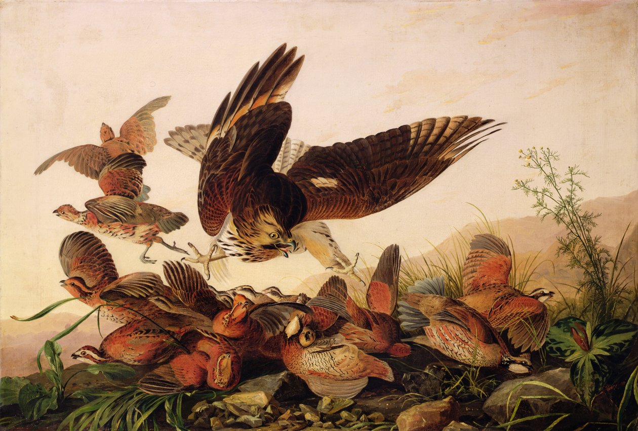 Vörös vállú sólyom, 1827 alkotó: John James Audubon
