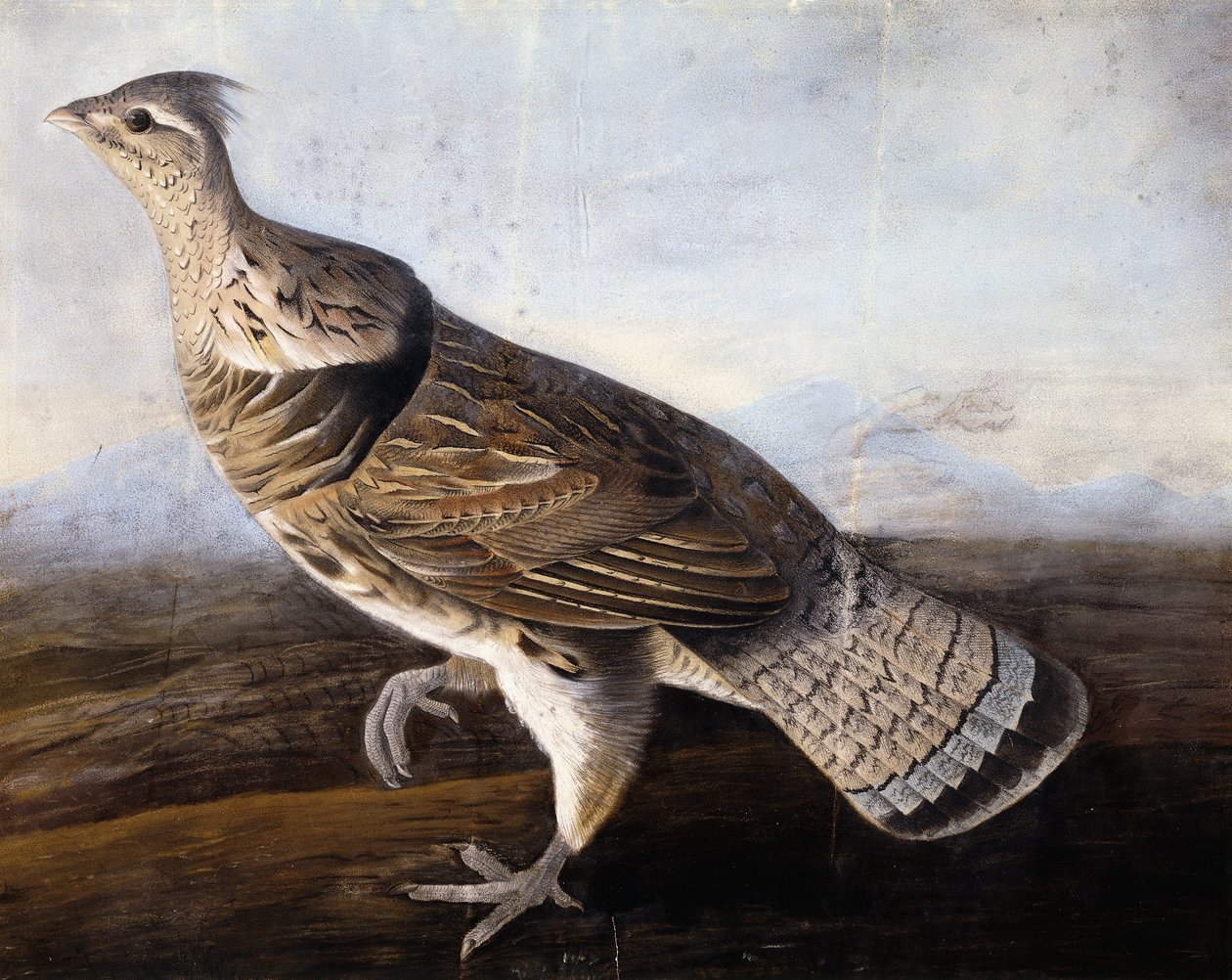 Ruffed Grouse, alkotó: John James Audubon