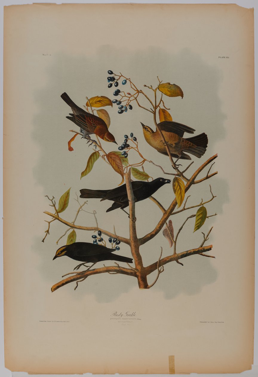 Rozsdás rétihéja alkotó: John James Audubon