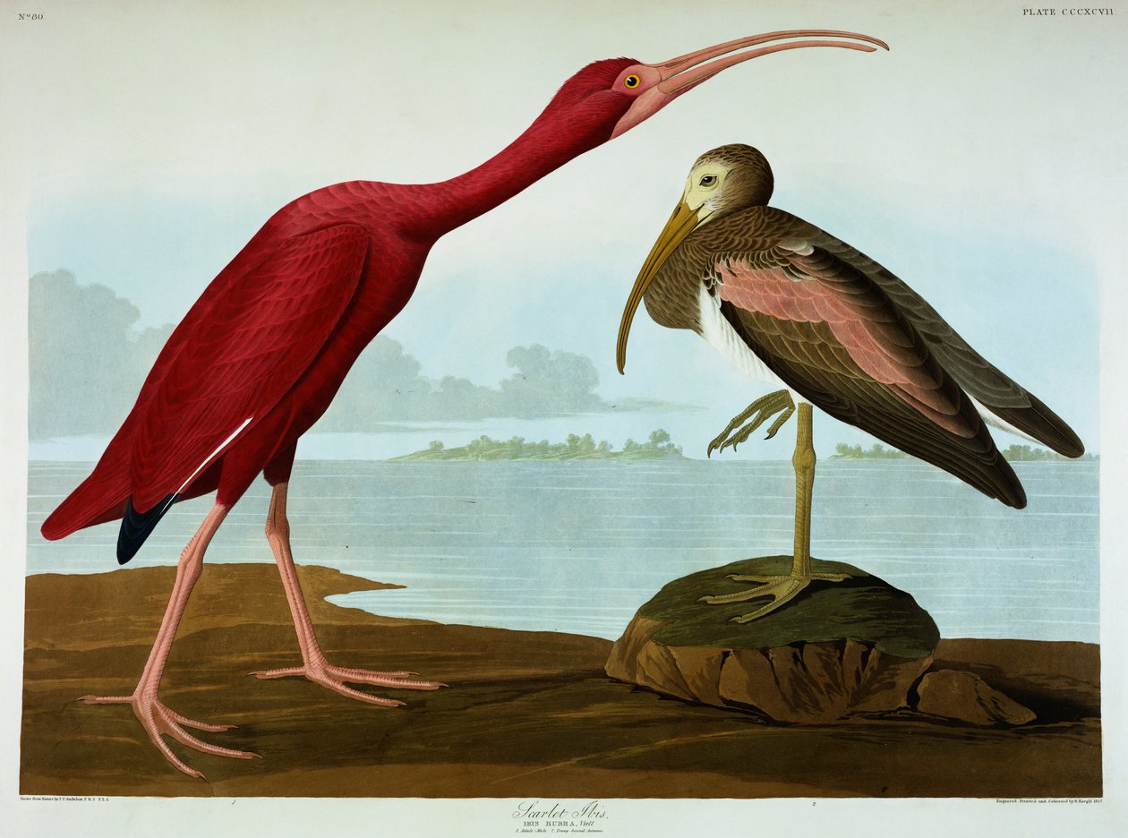 Scarlet Ibis alkotó: John James Audubon