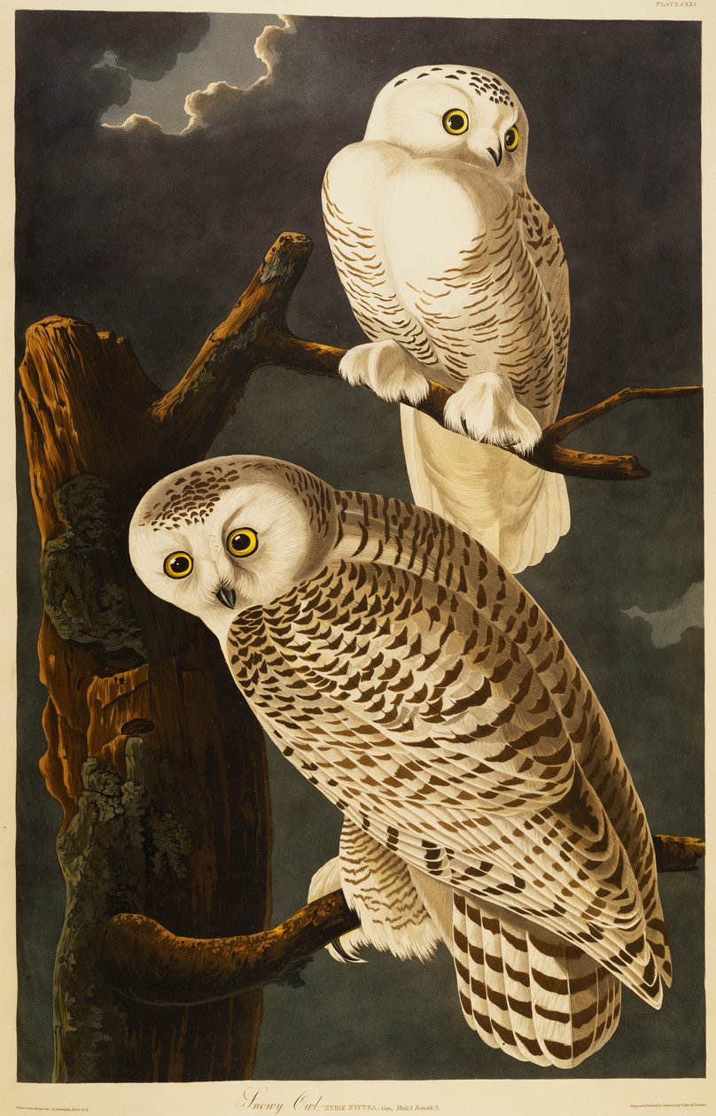 Hóbagoly alkotó: John James Audubon