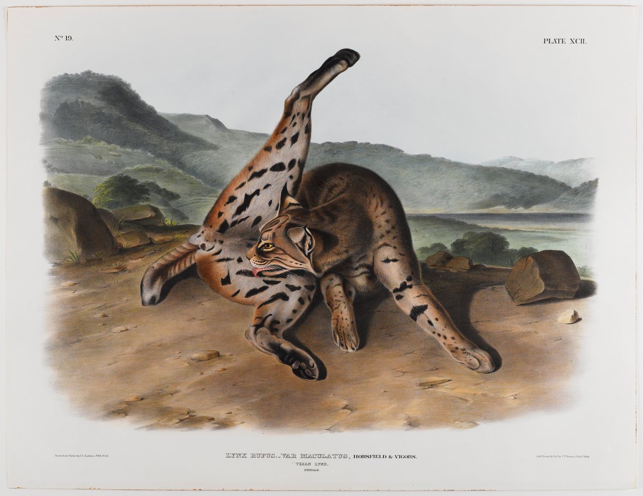 texasi hiúz alkotó: John James Audubon