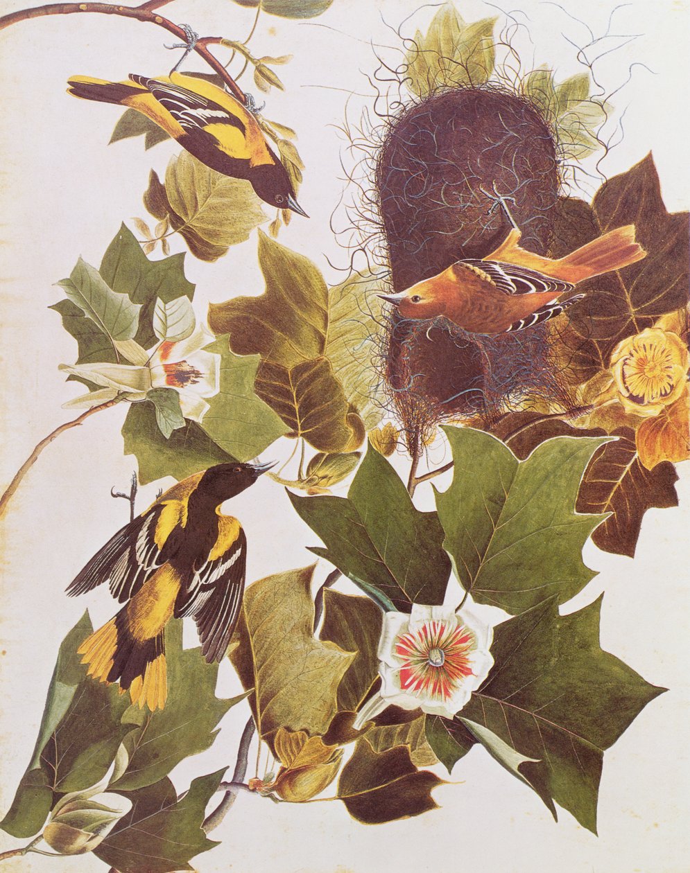 Oriole, a Birds of America-tól alkotó: John James Audubon