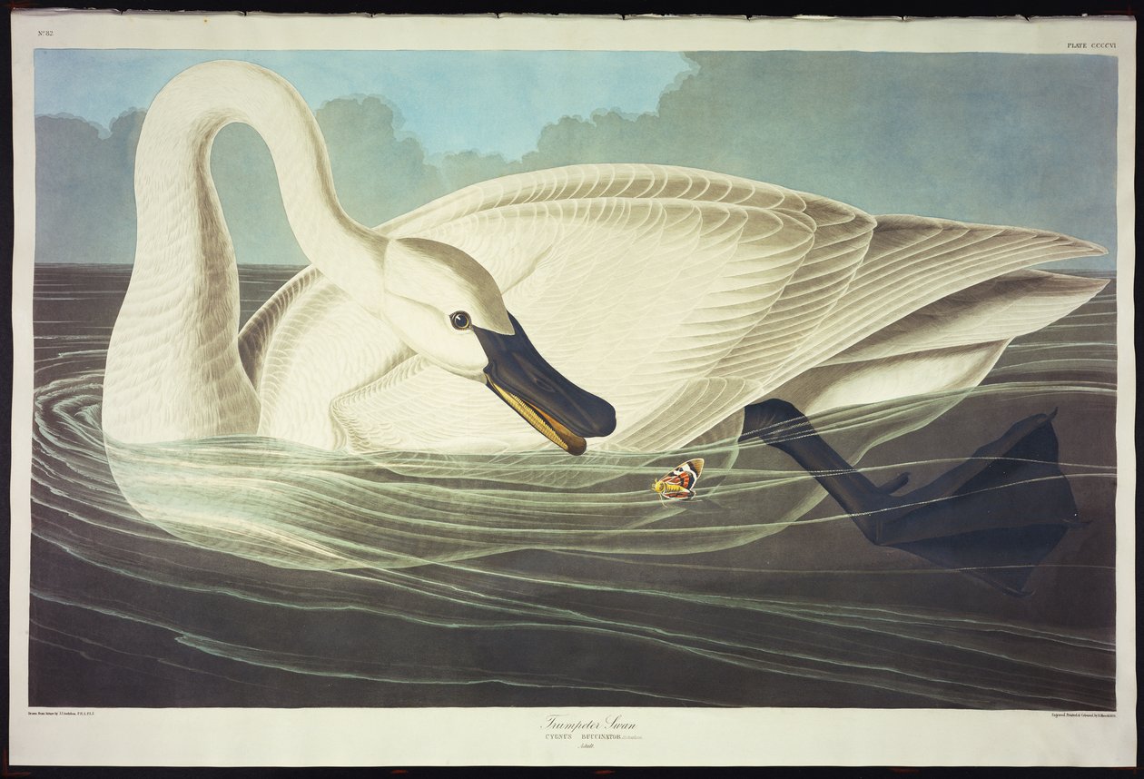 Trombitás hattyú alkotó: John James Audubon