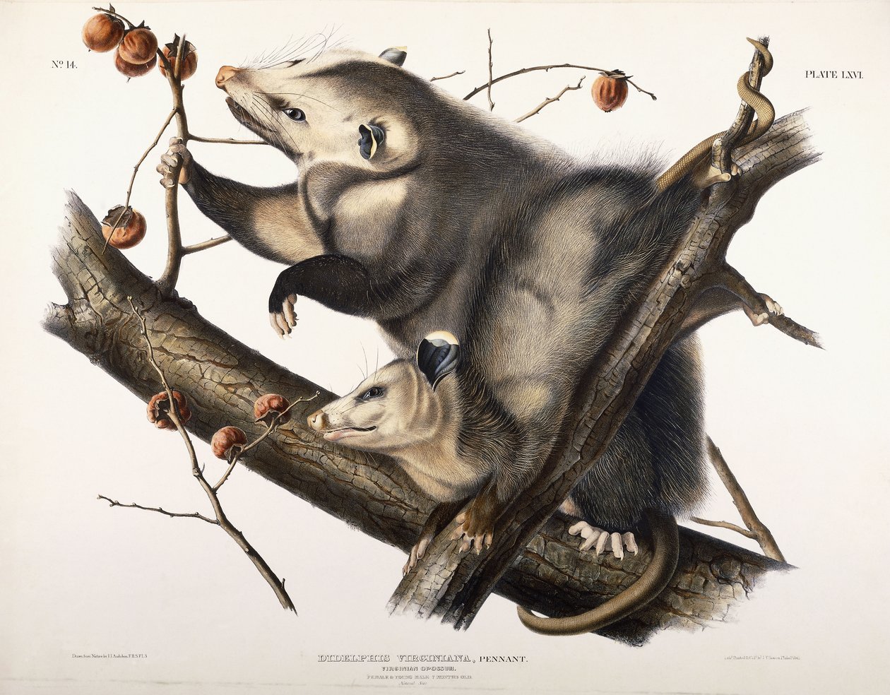Virginian Opossum, 1845 alkotó: John James Audubon