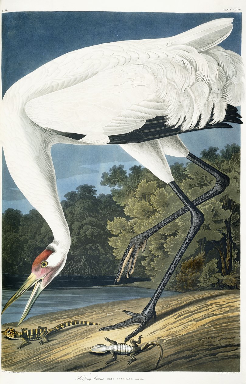 Daru, felnőtt férfi, 1834 alkotó: John James Audubon
