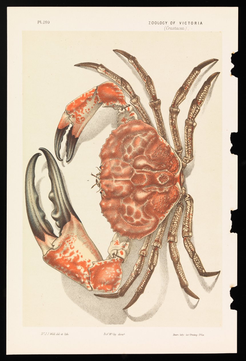 Tasmániai óriásrák, Pseudocarcinus gigas alkotó: John James Wild