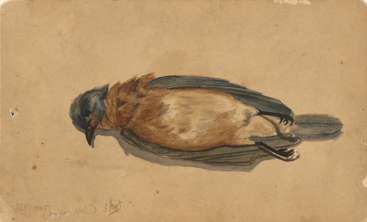 Döglött madár alkotó: John La Farge