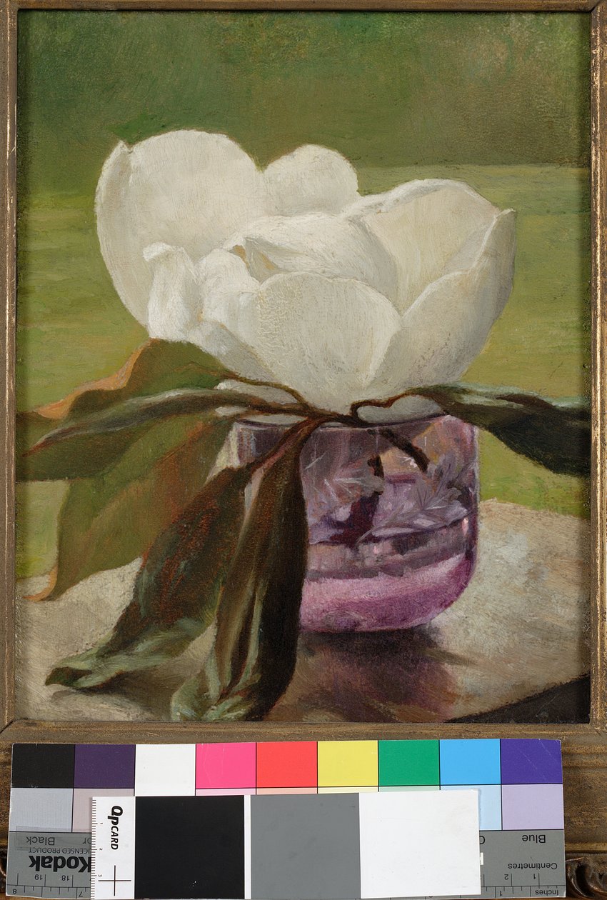 Magnólia virág alkotó: John La Farge or Lafarge