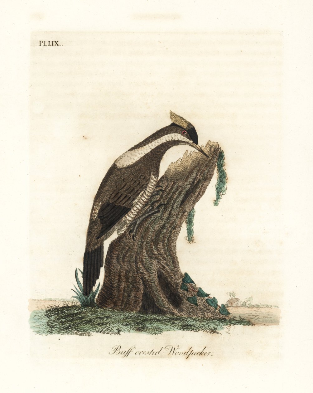 Bíbor tarajos harkály, Campephilus melanoleucos (Búza tarajos harkály, Picus melanoleucus). A Leverian Múzeumban található skin alapján. Kézi színű rézlemez, amelyet John Latham rajzolt és metszett a madarak általános története című művéből, Winchester alkotó: John Latham