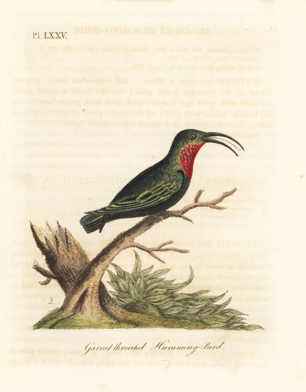 Bíbortorkú karib, Eulampis jugularis (Gránáttorkú kolibri, Trochilus granatinus). Kézi színű rézlemez, amelyet John Latham rajzolt és metszett a madarak általános története című művéből, Winchester alkotó: John Latham