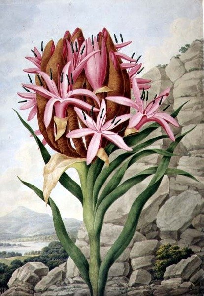 PD.757-1973 Lándzsás liliom (Doryanthes excellsa) alkotó: John Lindley
