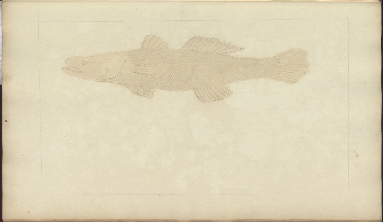 Lindsay Drawings Vol. VII, 22 alkotó: John Lindsay