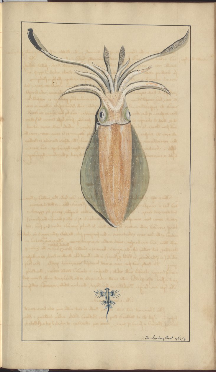 Lindsay Drawings Vol. VII, 29 alkotó: John Lindsay