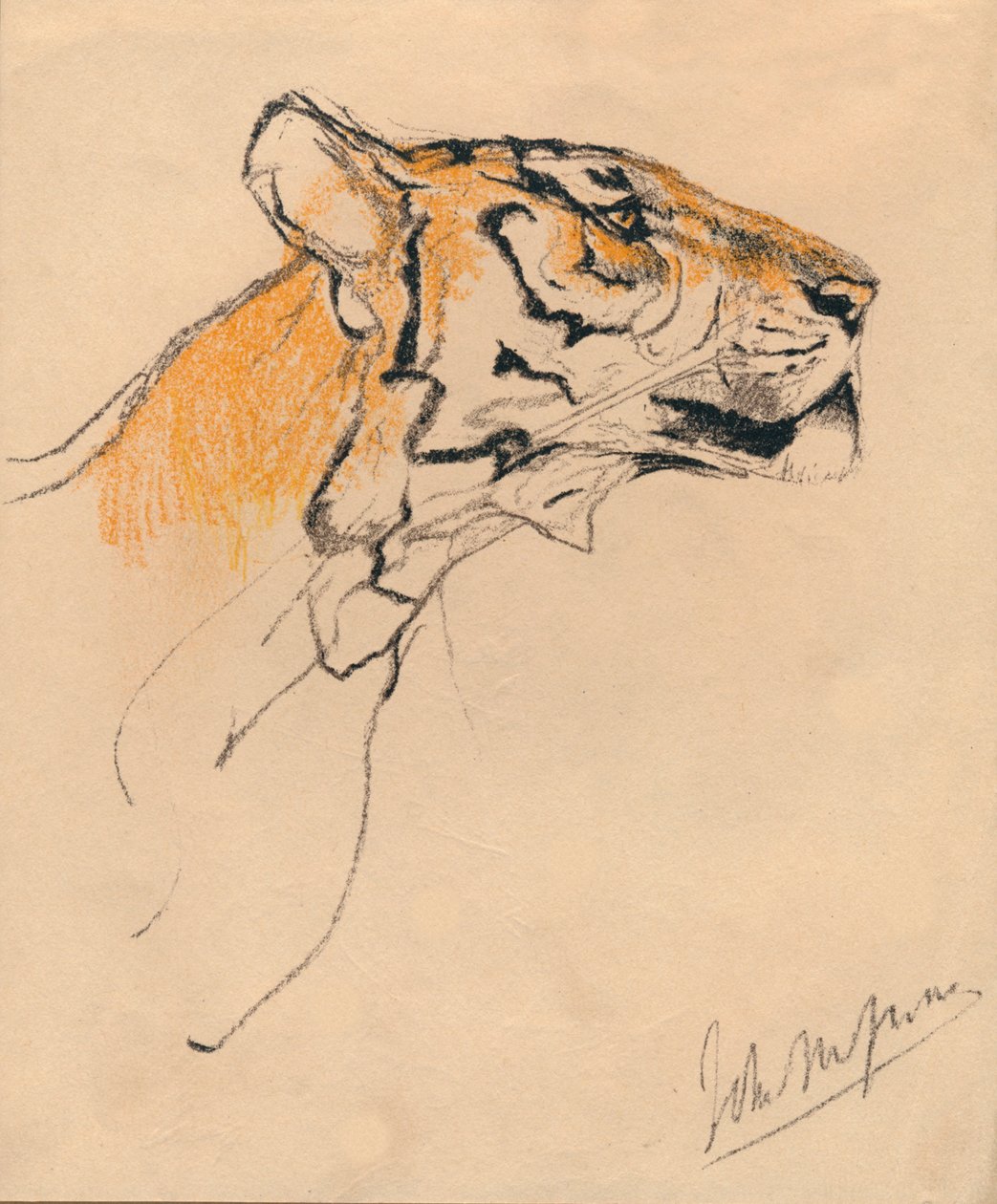 Egy tigris feje, 1910 alkotó: John Macallan Swan