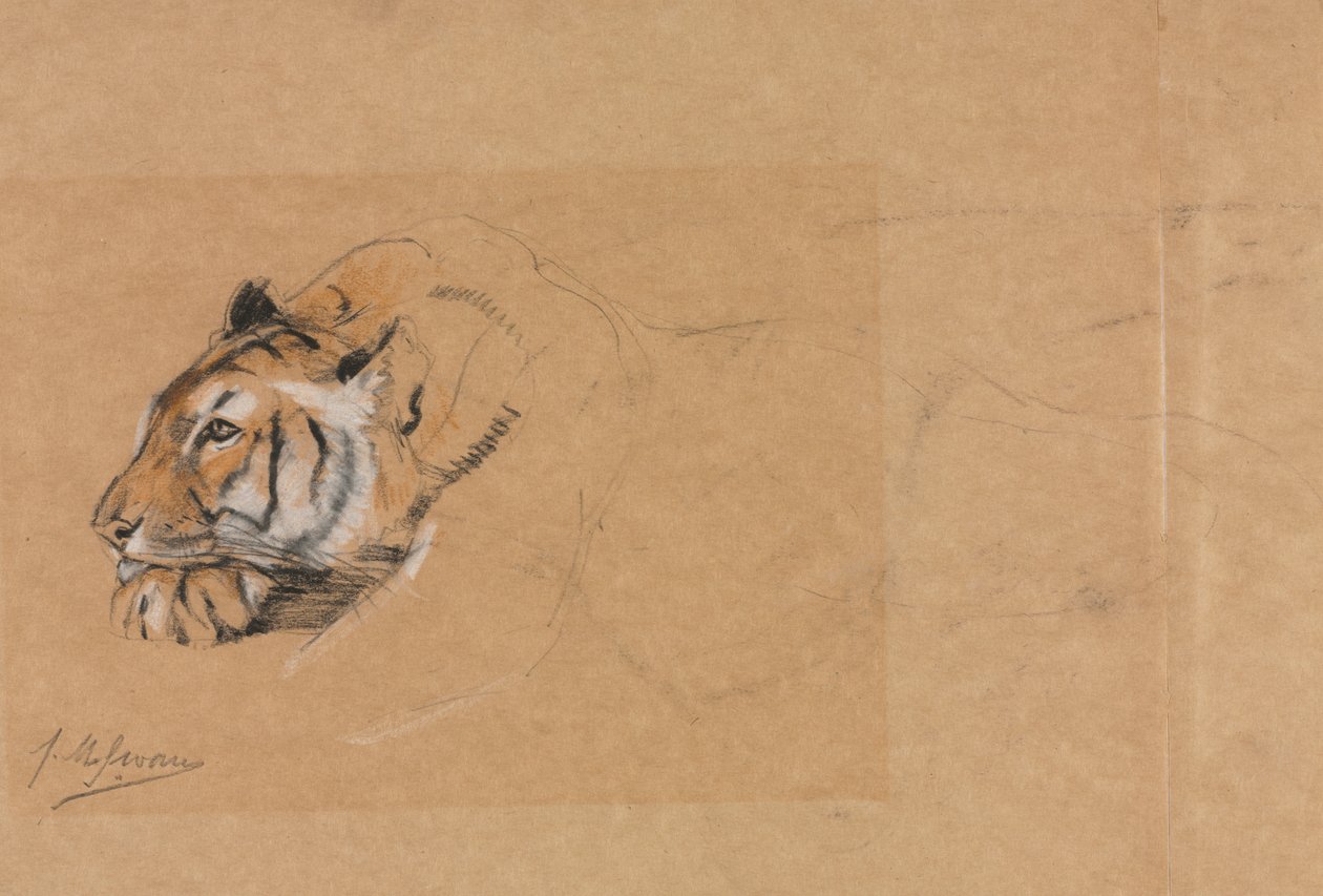 Tigris alkotó: John Macallan Swan