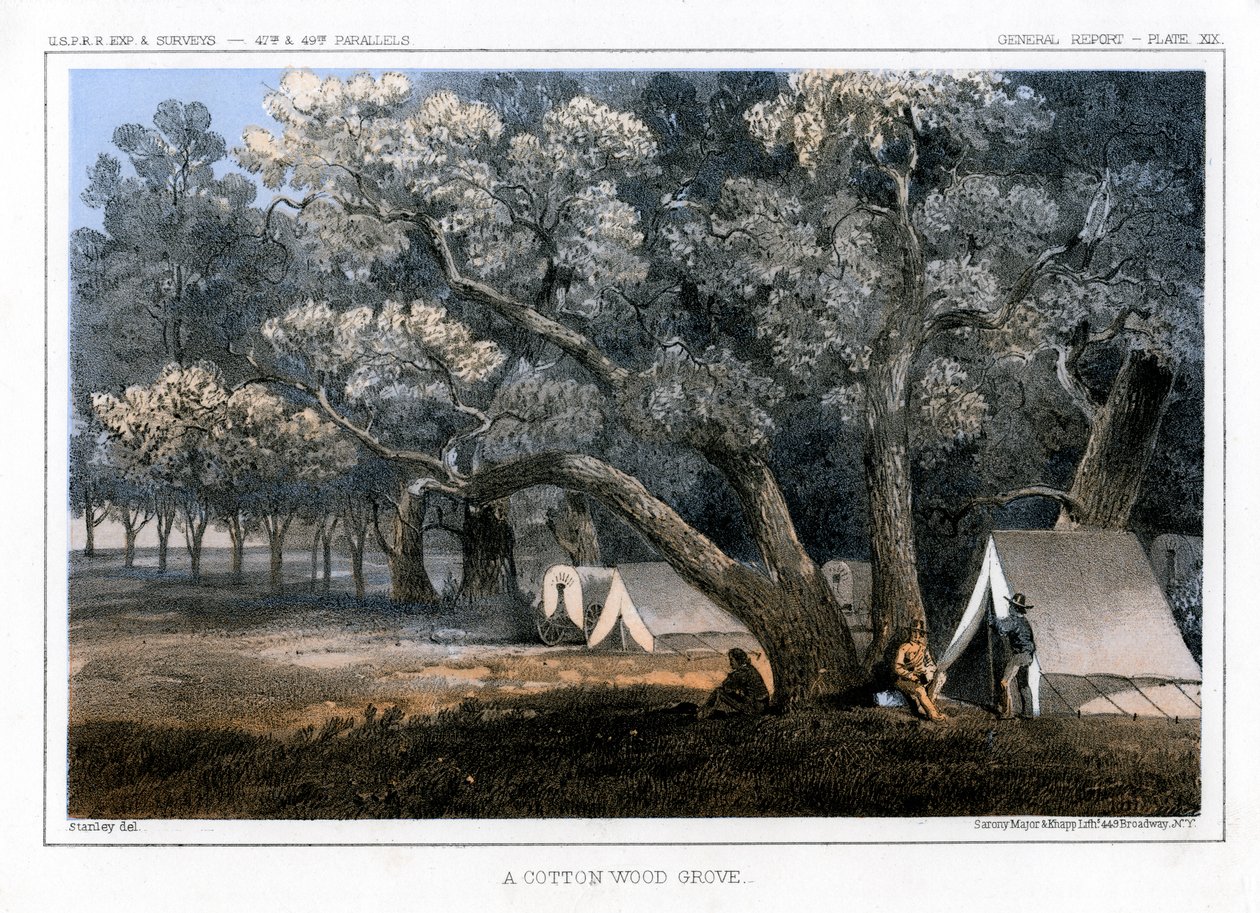 Egy Cotton Wood Grove, 1856 alkotó: John Mix Stanley