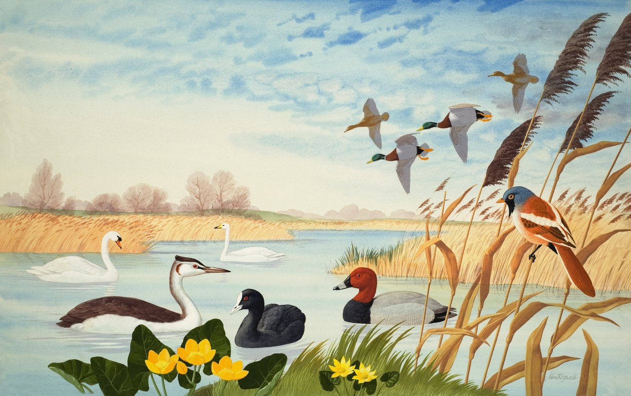 Természeti jelenet (gouache, papír) alkotó: John Rignall