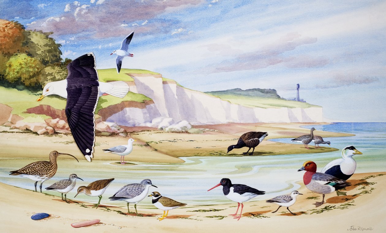 Tengeri madarak (gouache, papír) alkotó: John Rignall