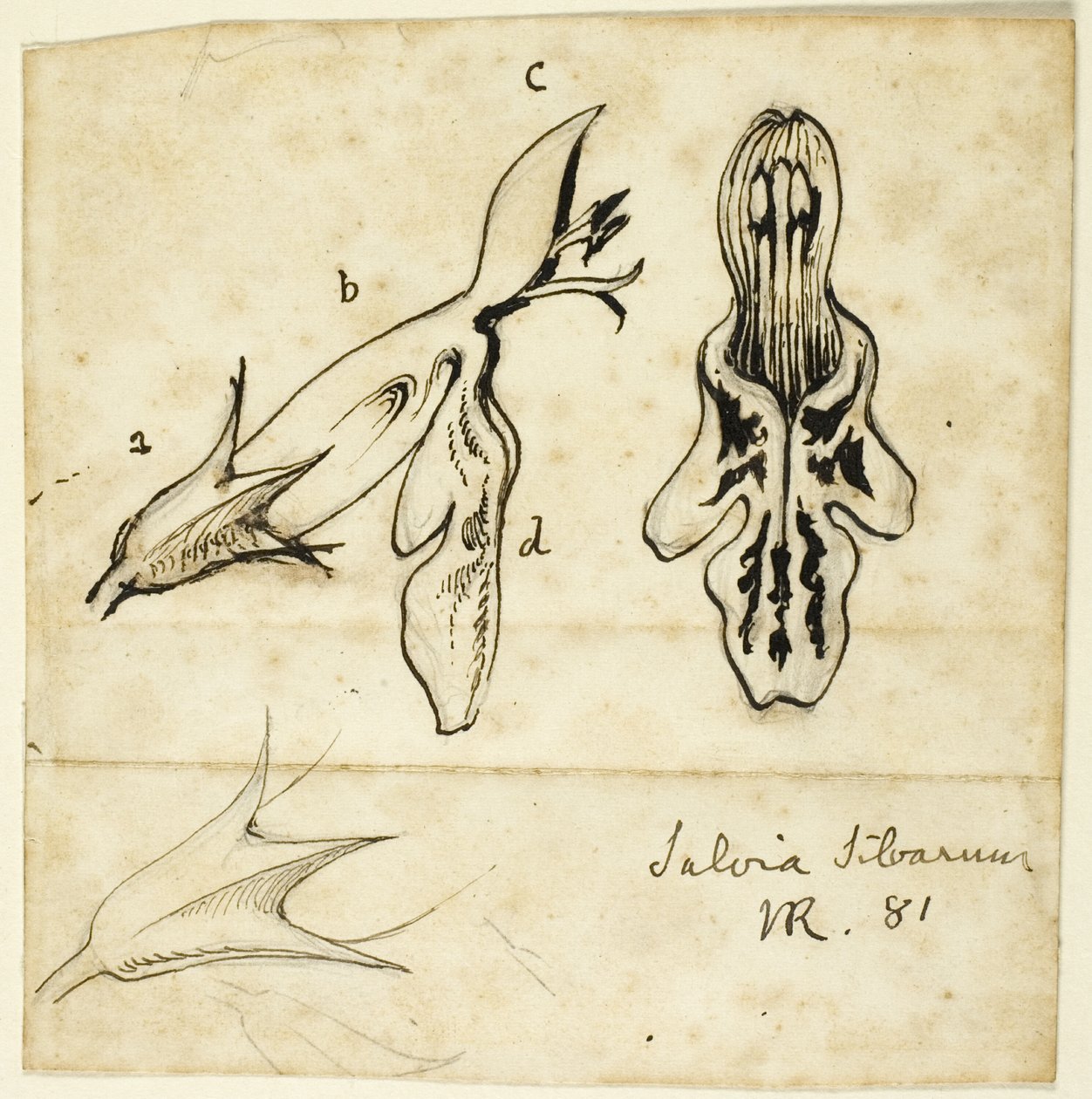 Az erdő zsálya alkotó: John Ruskin