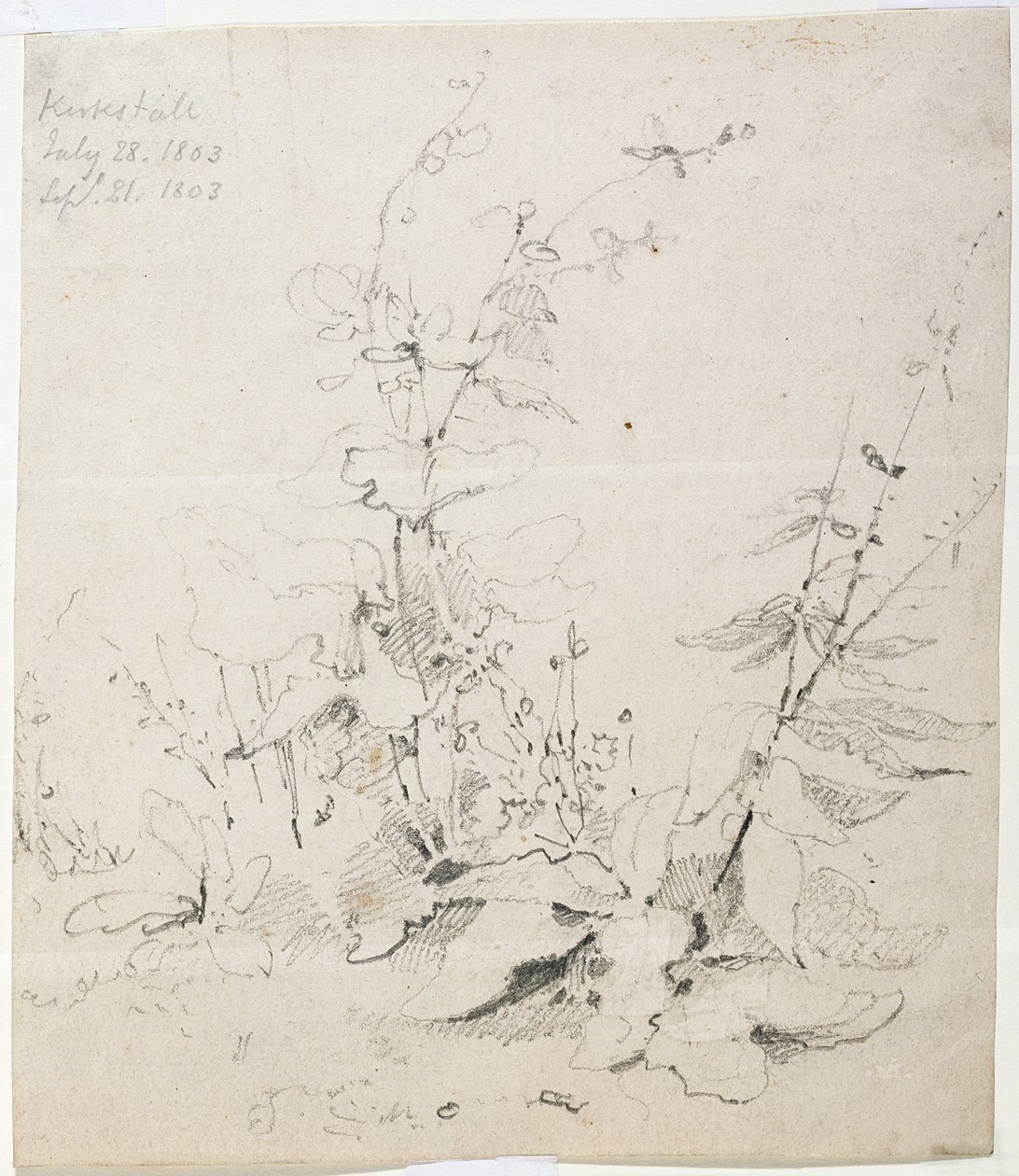 Study of Weeds, Kirkstall alkotó: John Sell Cotman