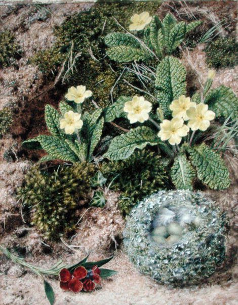 Primroses és Nest alkotó: John Sherrin