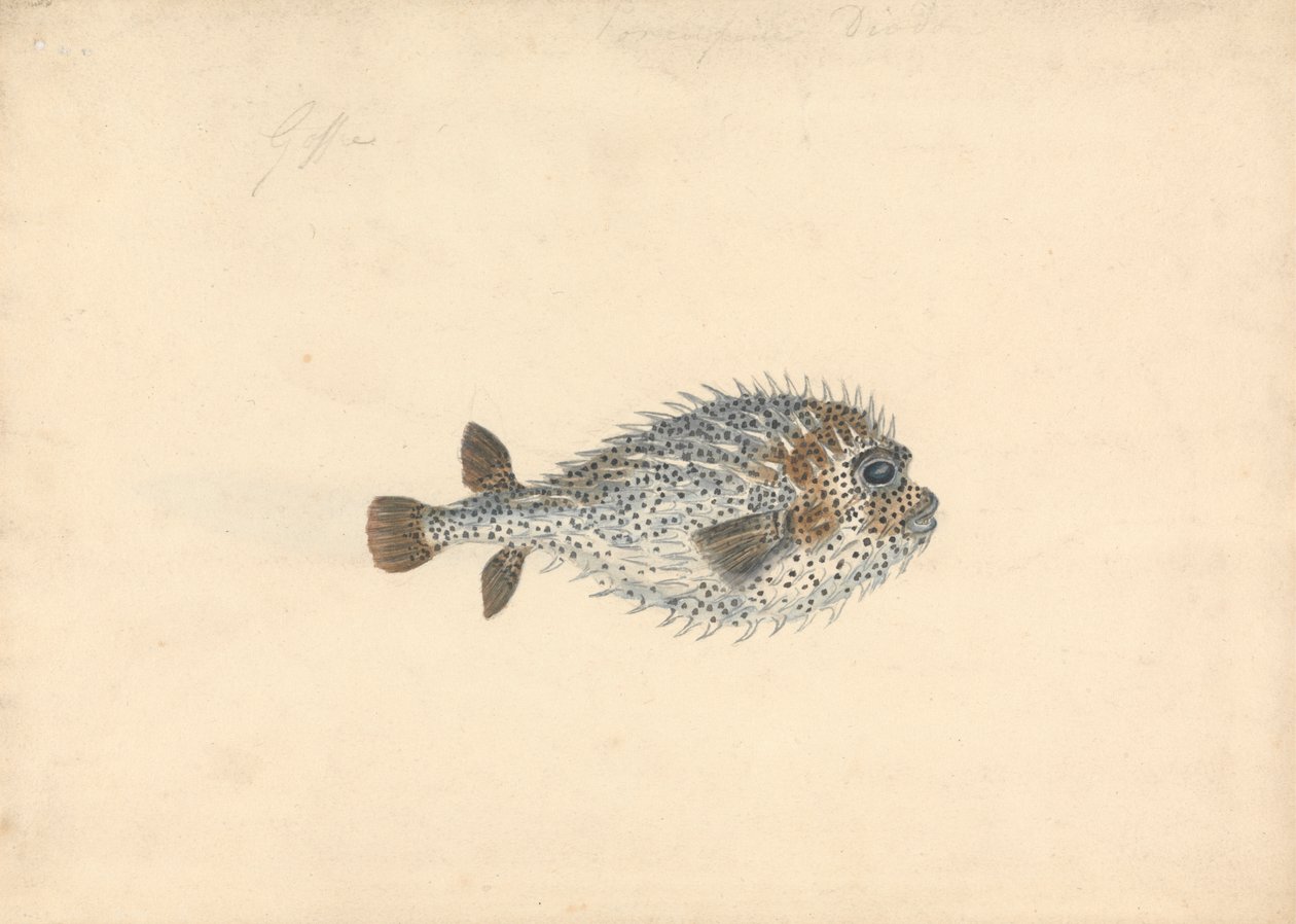 Egy sertéshal alkotó: John Smart