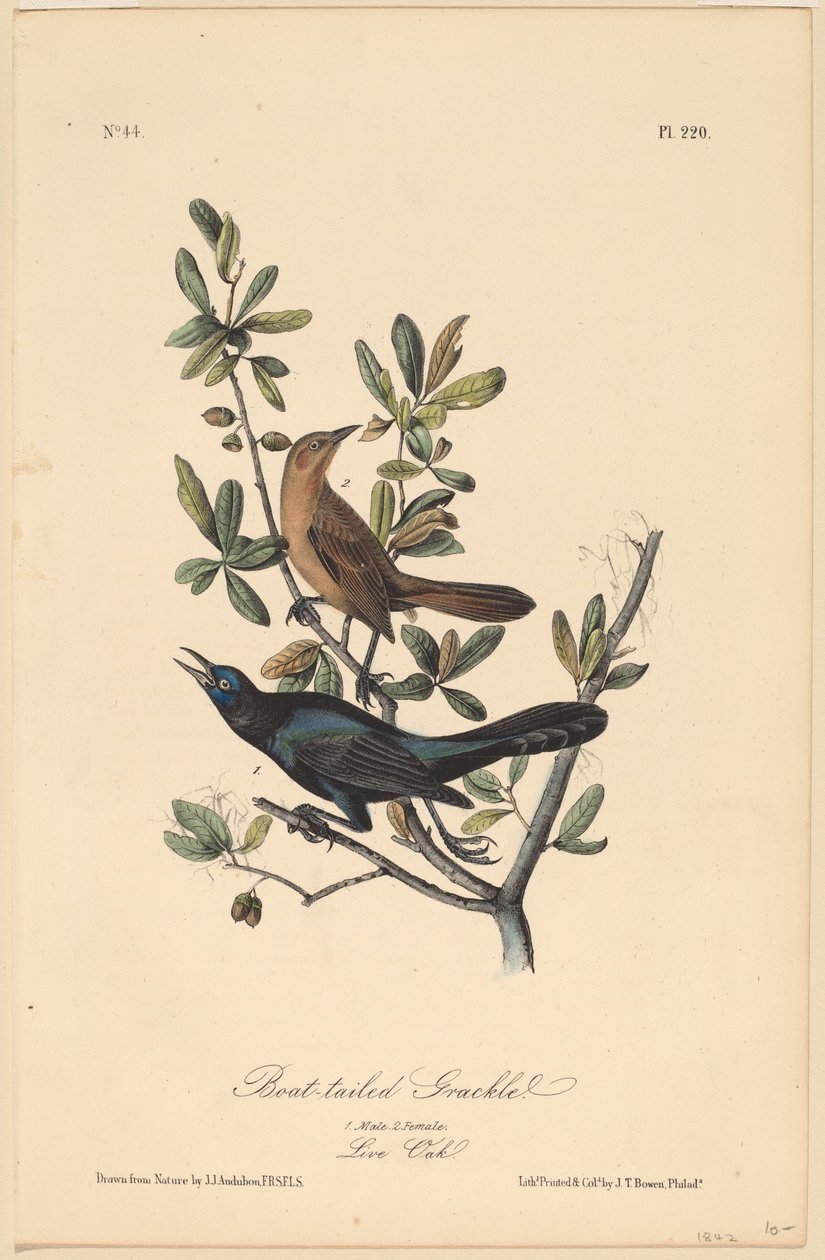 Boat-tailed Grackle alkotó: John T. Bowen, after John James Audubon