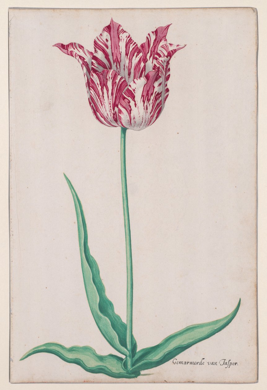 Egy tulipán tanulmányozása (Jasper Marbled) alkotó: John Thomson