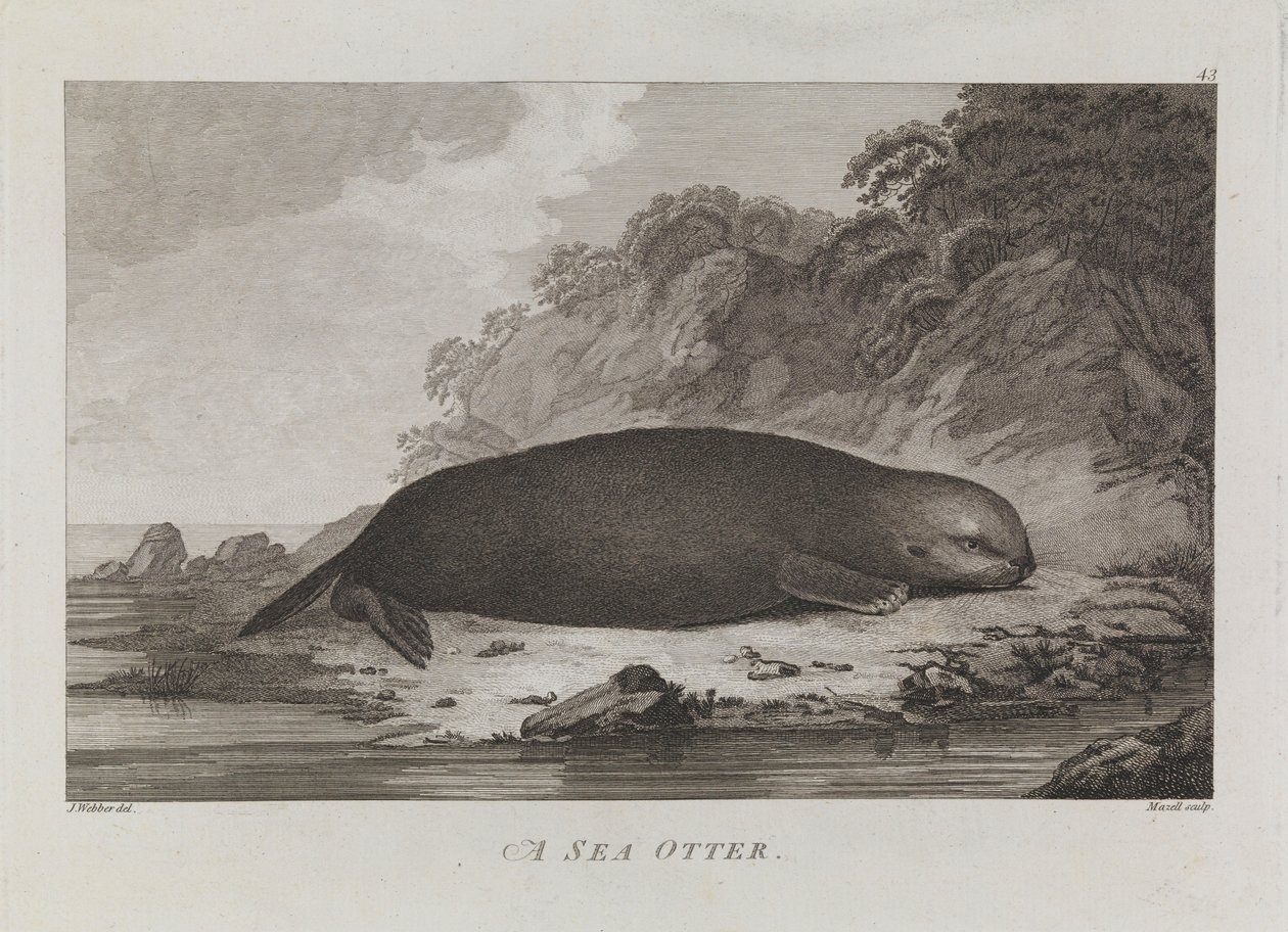 Egy tengeri vidra alkotó: John Webber