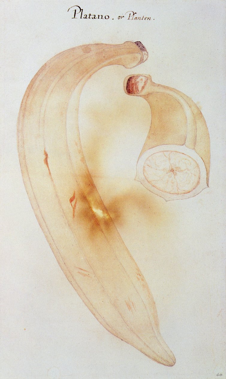 Szarvasbogáncs alkotó: John White
