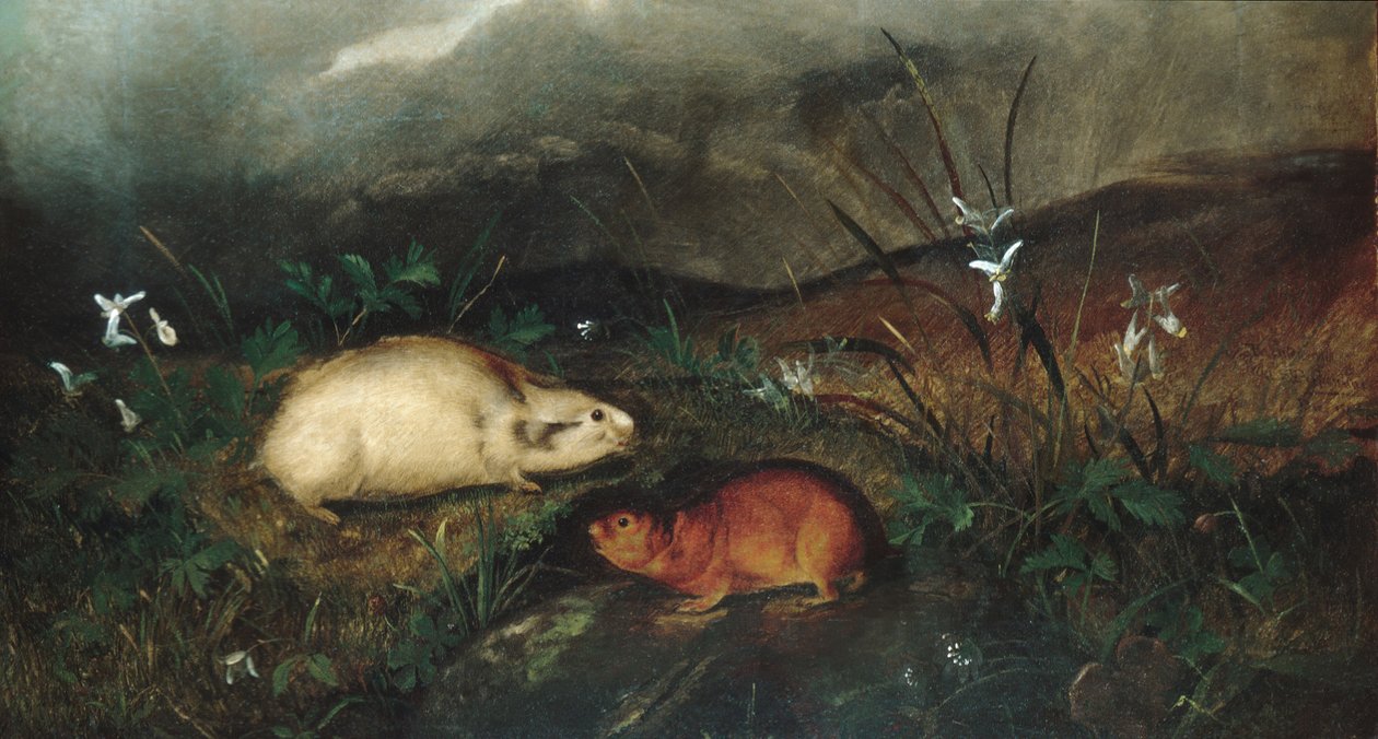 Hudsons Bay Lemming, 1846. alkotó: John Woodhouse Audubon