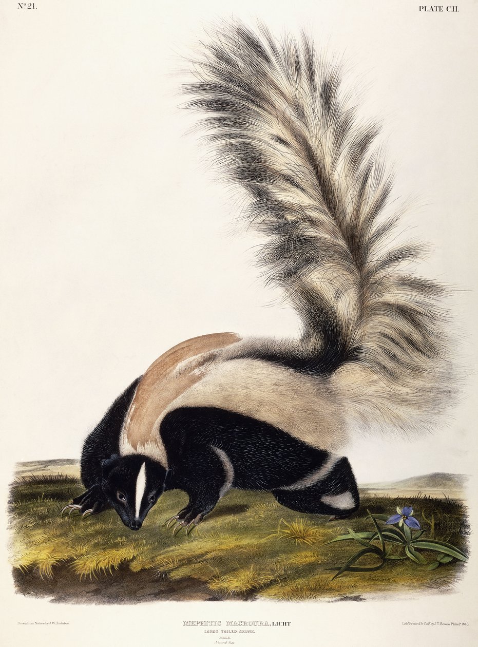 Nagyfarkú skunk, 1846 alkotó: John Woodhouse Audubon