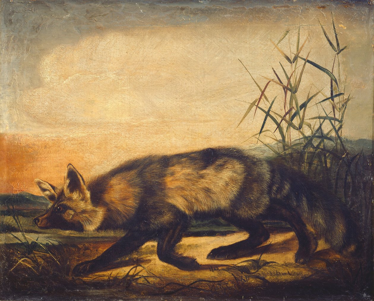 Hosszúfarkú vörös róka, 18481854. alkotó: John Woodhouse Audubon