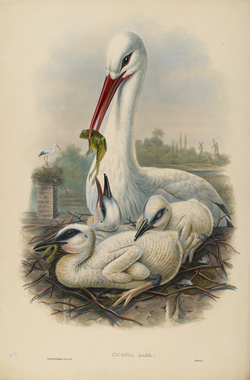 Ismeretlen kép alkotó: John after Gould