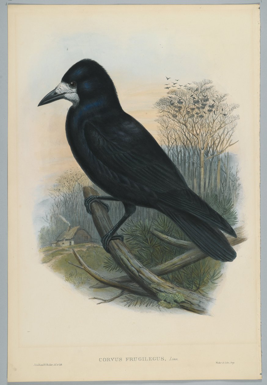 Ismeretlen kép alkotó: John after Gould