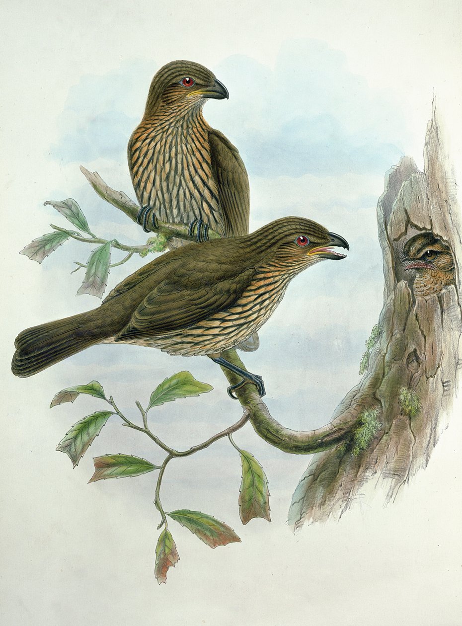 Ailuroedus Dentirostris, fogascsőrű macskamadár alkotó: John and Hart, William Gould