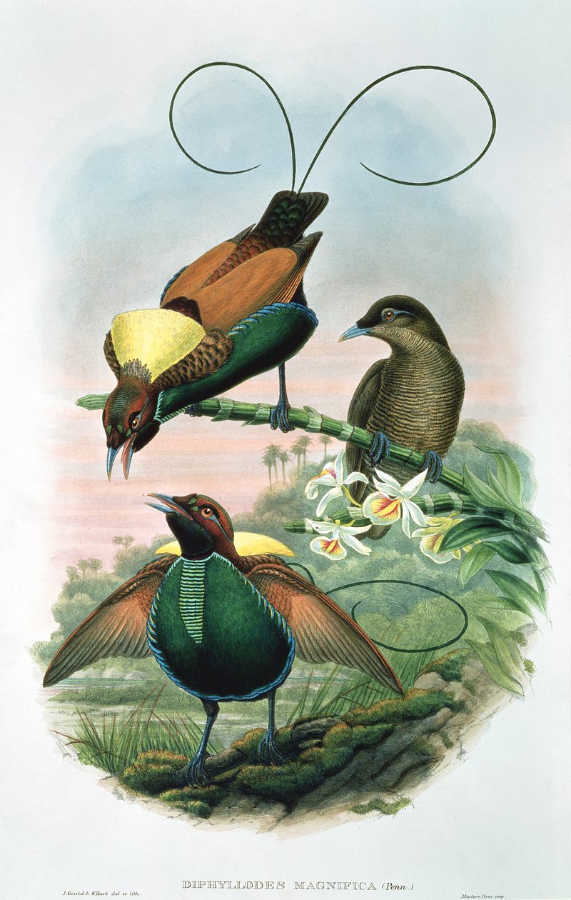 Diphyllodes Magnificus alkotó: John and Hart, William Gould
