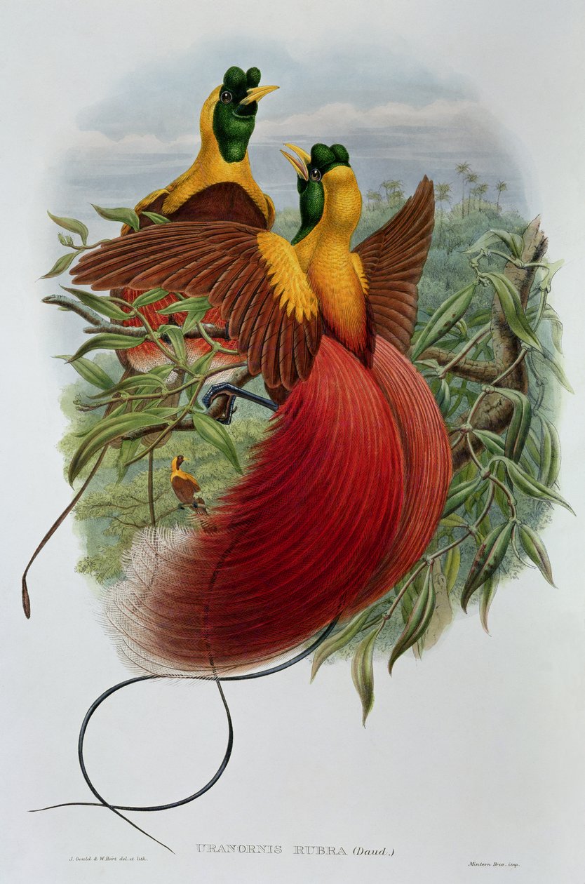 Uranornis Rubra alkotó: John and Hart, William Gould