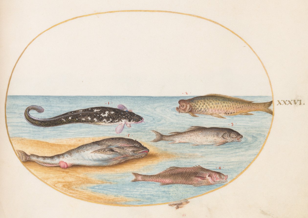 Hal, 1575-80 körül alkotó: Joris Hoefnagel