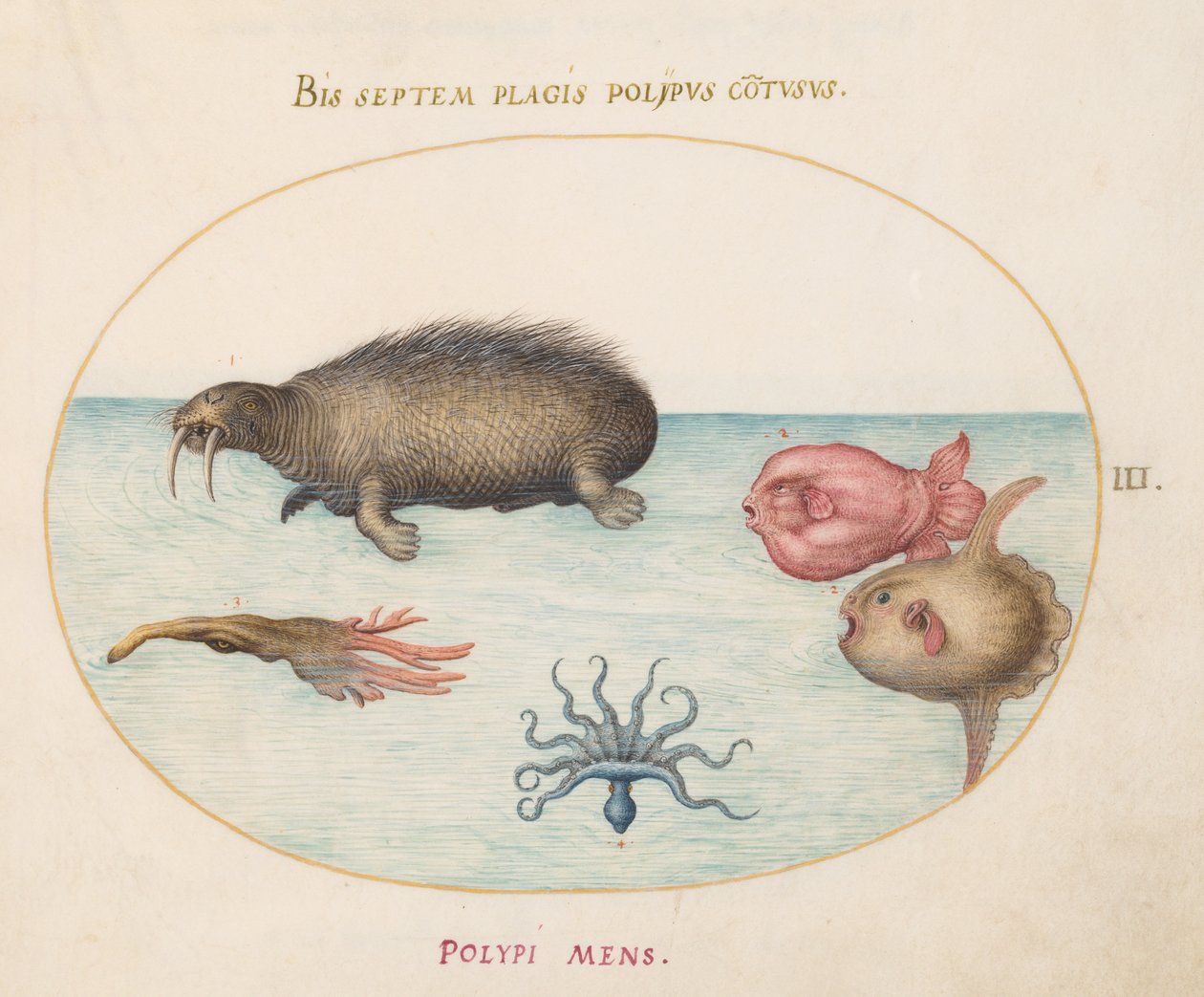 Tengeri lények, 1575-80 körül alkotó: Joris Hoefnagel